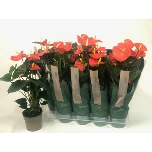 Anthurium Orange Champion 12Ø 50cm 5fl