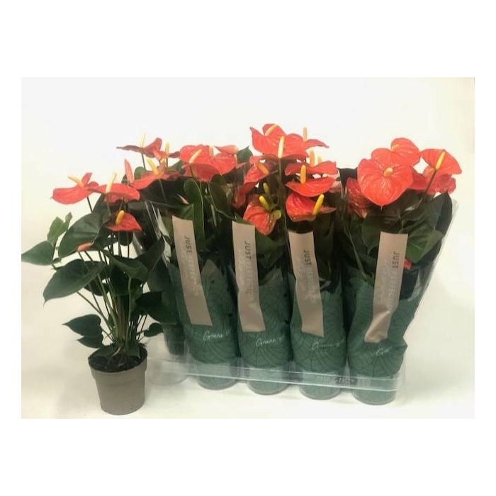 <h4>Anthurium Orange Champion 12Ø 50cm 5fl</h4>