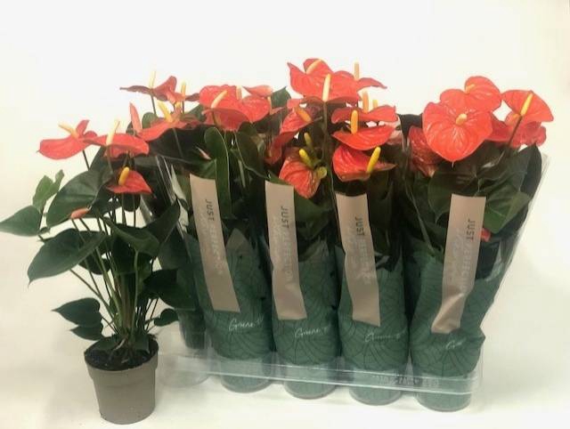 Anthurium Orange Champion 12Ø 50cm 5fl