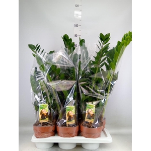 Zamioculcas zamiifolia