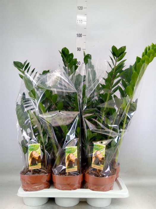 <h4>Zamioculcas zamiifolia</h4>