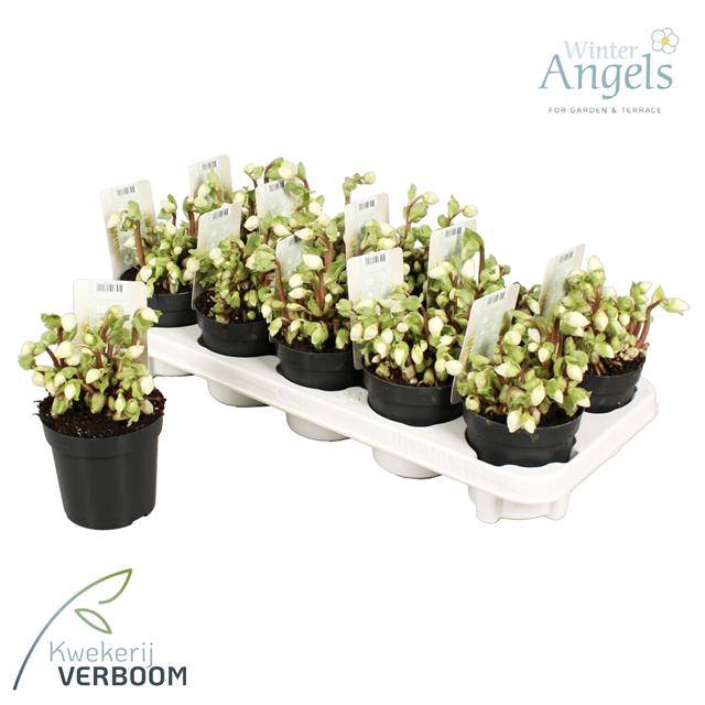 <h4>HELLEBORUS VERBOOM BEAUTY P10 10+</h4>