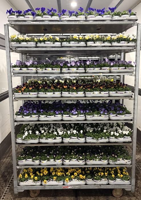 <h4>VIO CO MIXK</h4>