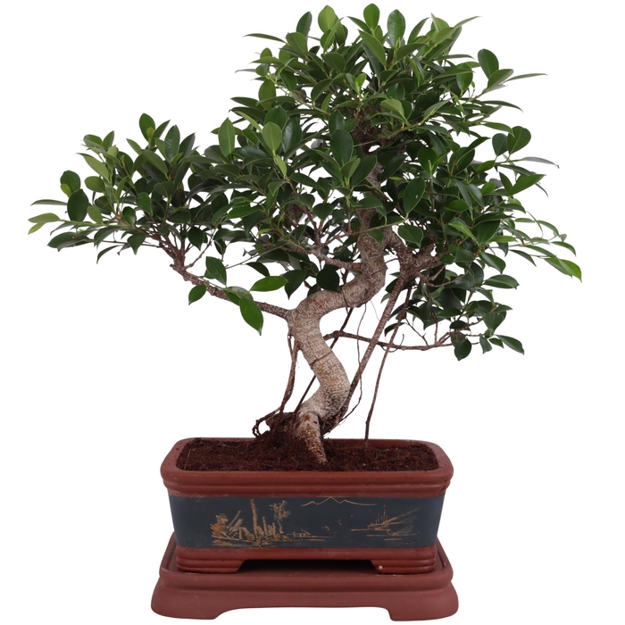 <h4>Bonsai Ficus in Ø40cm Ceramic Special Pot</h4>