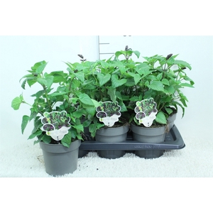 Salvia   ...