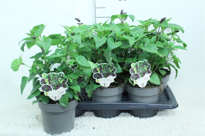 <h4>Salvia   ...</h4>