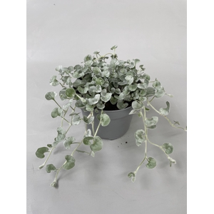 Dichondra argentea Silverfalls p10