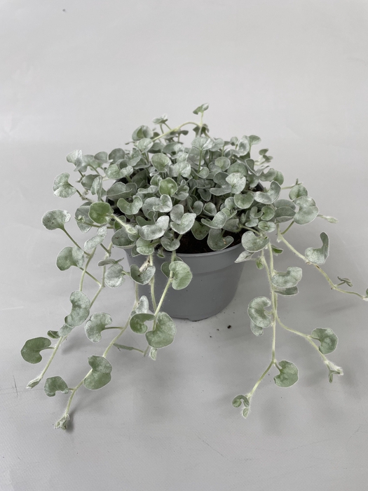 <h4>Dichondra argentea Silverfalls p10</h4>