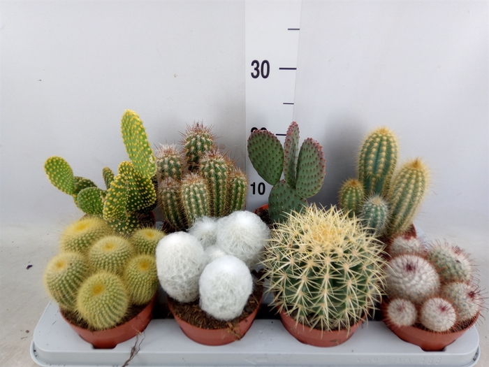 <h4>Cactus   ...mix</h4>