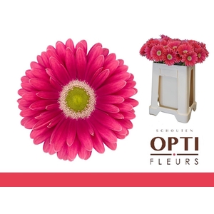 Gerbera Unique Water