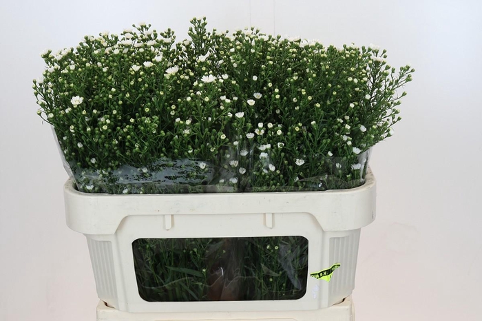 <h4>Aster Paquita</h4>