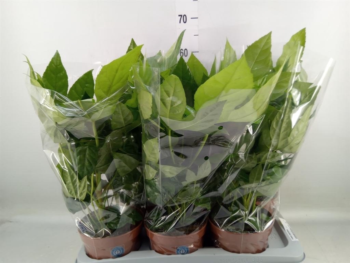 <h4>Fatsia japonica   ...</h4>