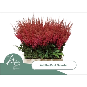 ASTIL AR PAUL GAARDE