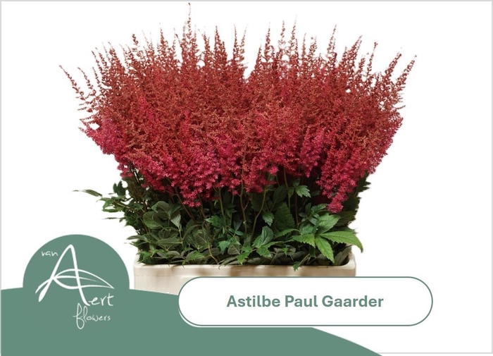 <h4>ASTIL AR PAUL GAARDE</h4>