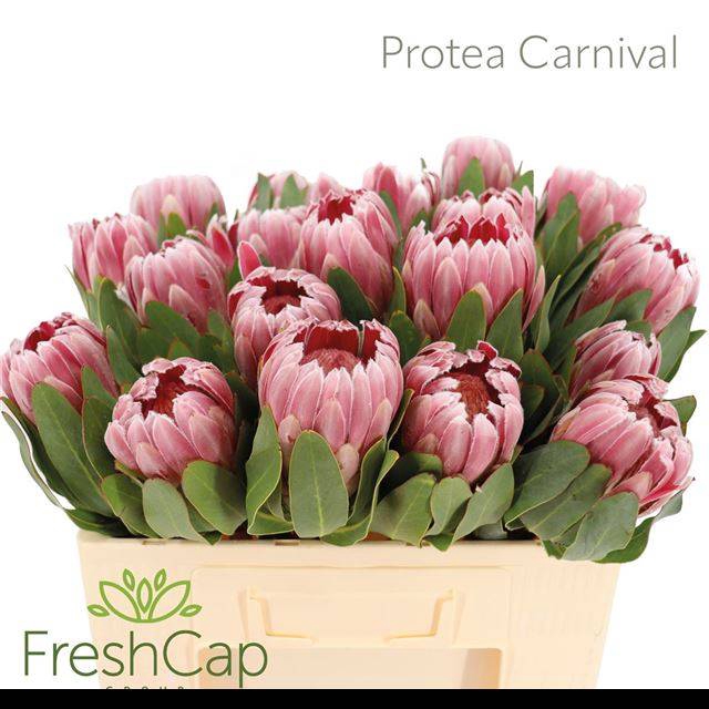 <h4>PROTEA CARNIVAL</h4>