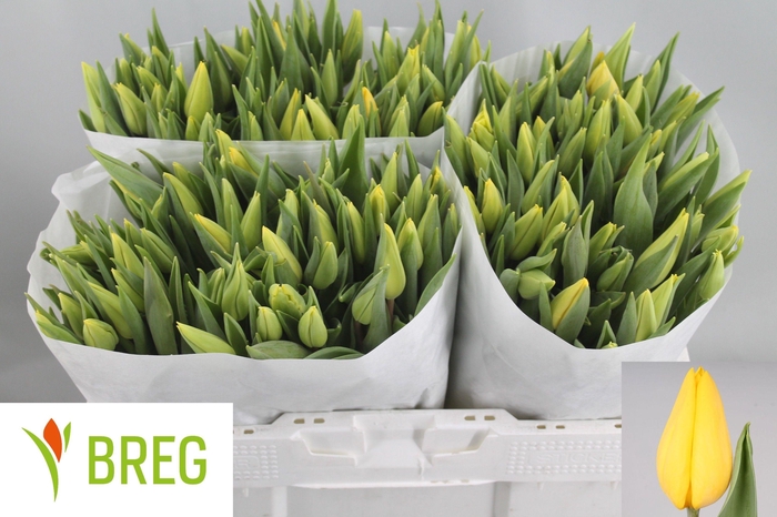 <h4>TU EN STRONG GOLD</h4>