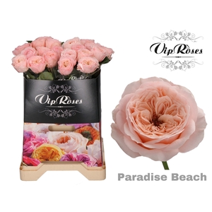 R KL PARADISE BEACH