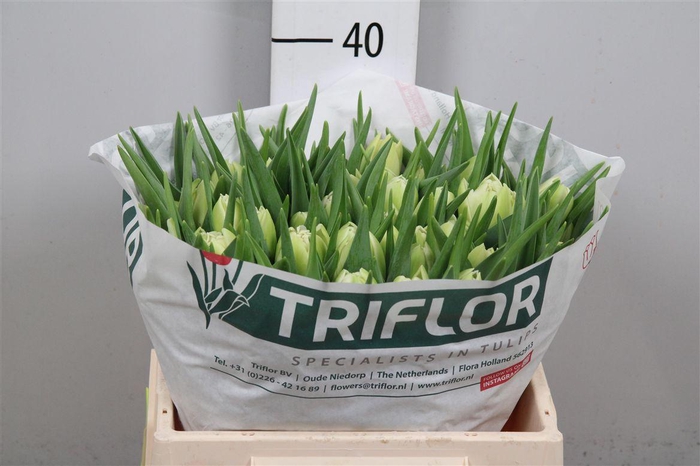 <h4>Tu Du Avant Garde</h4>