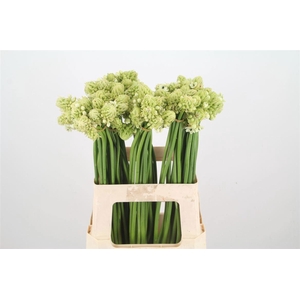 Ornit Saundersiae Import Sawa