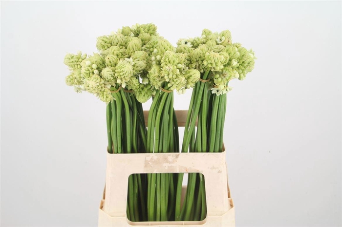 <h4>Ornit Saundersiae Import Sawa</h4>