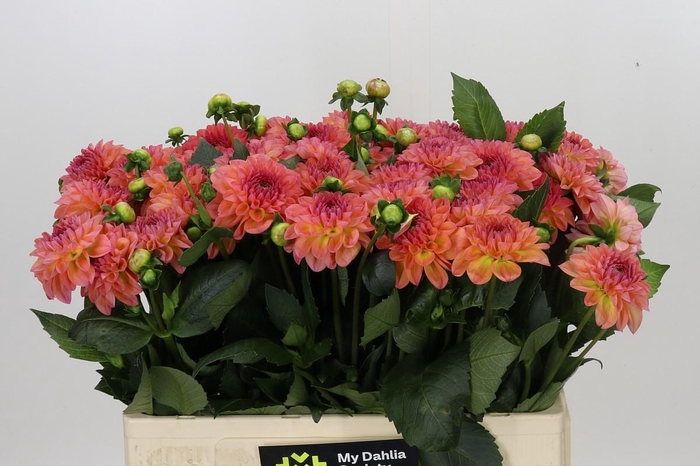 <h4>Dahlia Sebastian</h4>