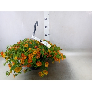 Calibrachoa   ...mix