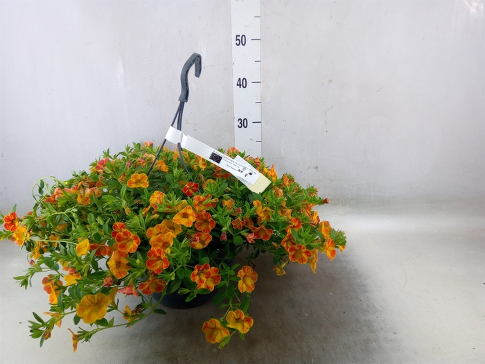 <h4>Calibrachoa   ...mix</h4>