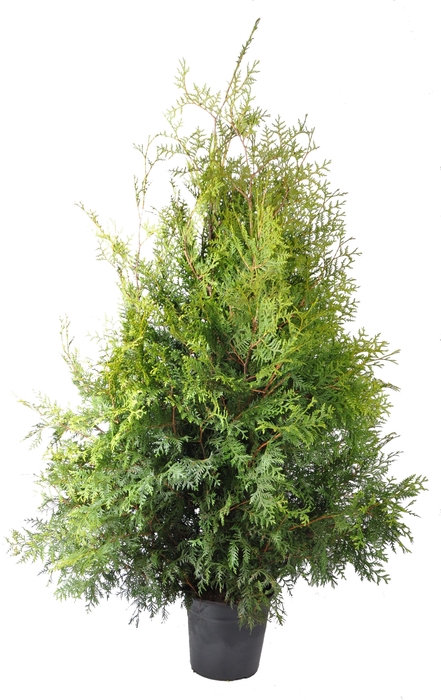 <h4>Thuja occ. Brabant, plantmaat 120-140 cm - Rondgestoken -</h4>