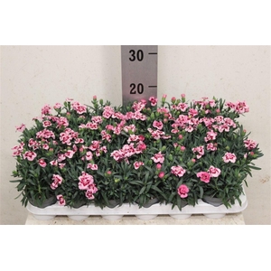 Dianthus mixkar 6 kleuren
