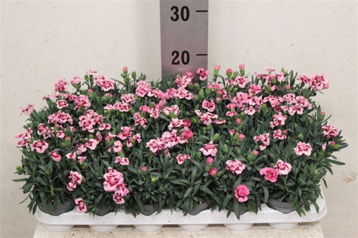 <h4>Dianthus mixkar 6 kleuren</h4>