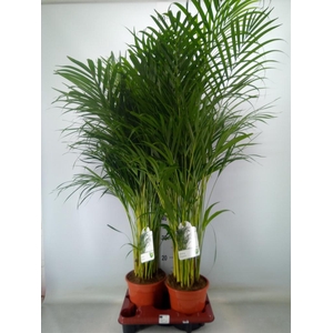 Dypsis lutescens   ...Chrysalidoca