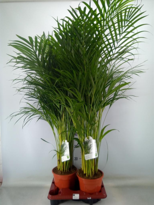 <h4>Dypsis lutescens   ...Chrysalidoca</h4>
