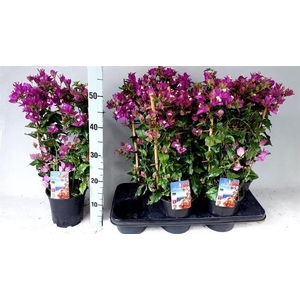 BOUGAINV ALEXANDRA