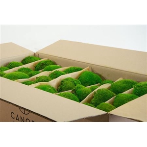 Bolmos Gepreserveerd Bulk Ca. 0.75 M2