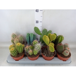 Cactus   ...mix