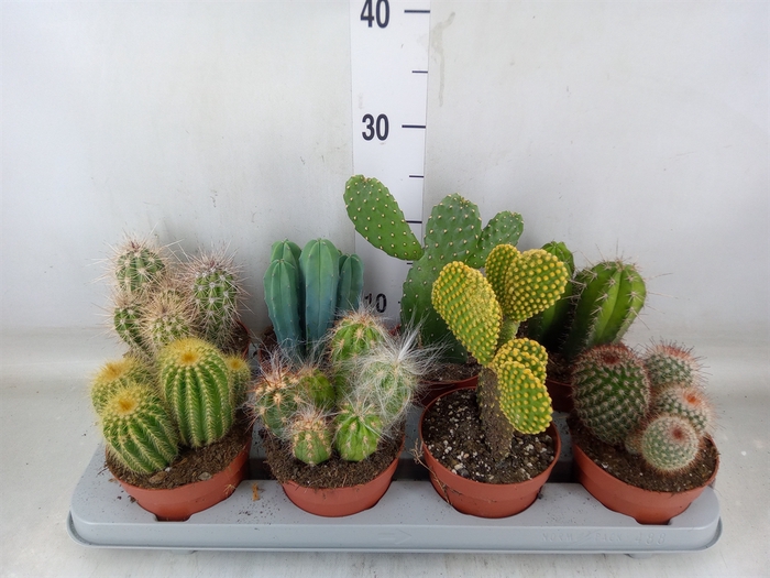 <h4>Cactus   ...mix</h4>
