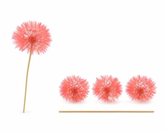 <h4>Dried Bleached Dandelion Red</h4>
