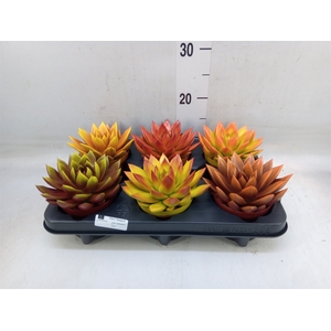Echeveria  'Miranda'