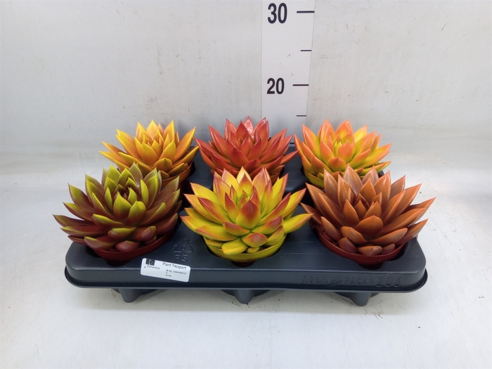 <h4>Echeveria  'Miranda'</h4>