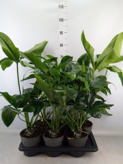 <h4>Philodendron  'Fun Bun'</h4>