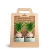 2-Pack Leaf Ocean Beaucarnea P7