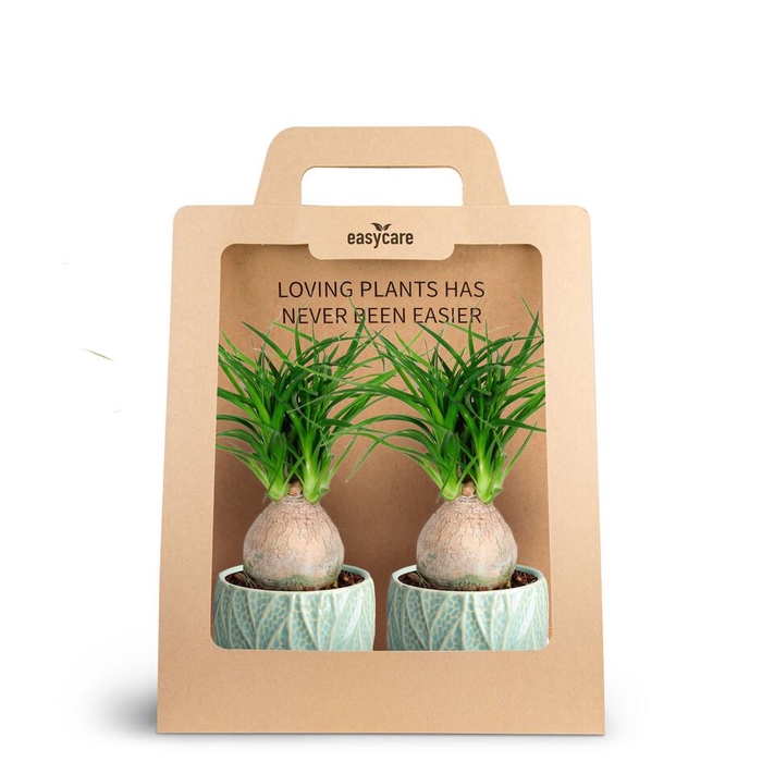2-Pack Leaf Ocean Beaucarnea P7