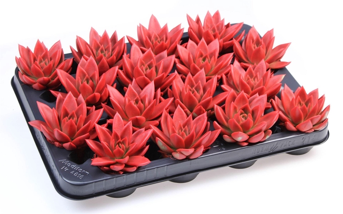 <h4>Echeveria  'Miranda'</h4>