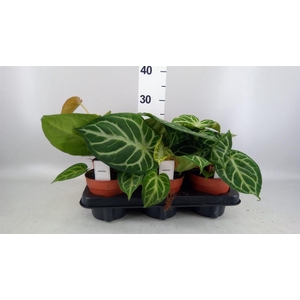 Anthurium   ...