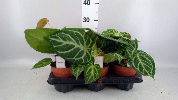 <h4>Anthurium ...</h4>