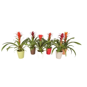 Bromelia mix in Autumn Keramiek