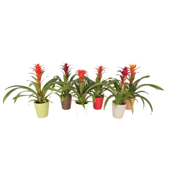 <h4>Bromelia mix in Autumn Keramiek</h4>