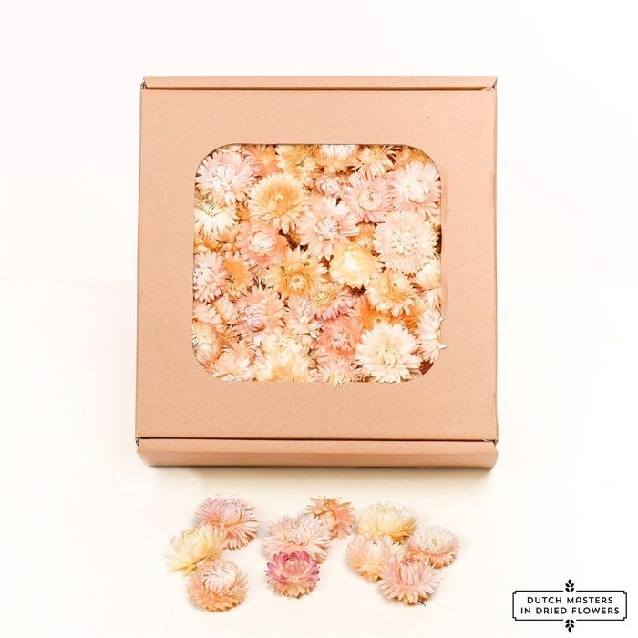 Dried Helichrysum Heads L. Pink Box
