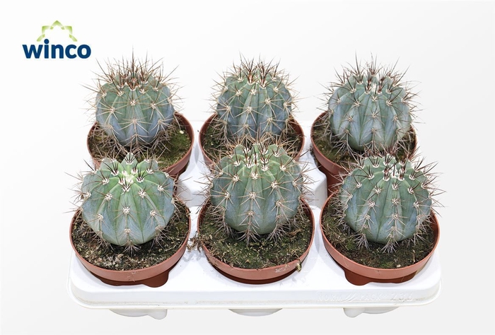 <h4>Melocactus Azureus</h4>