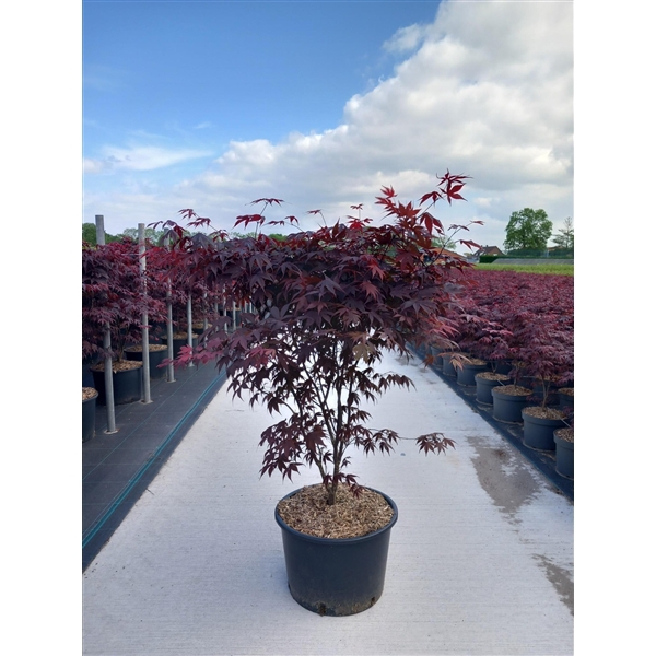 <h4>Acer palmatum Bloodgood</h4>